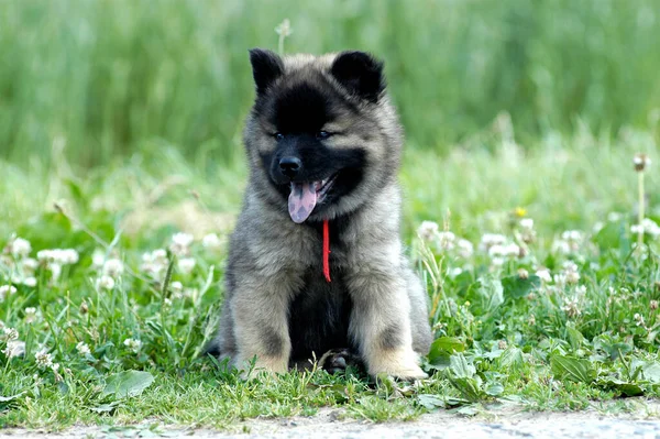 Cachorro Gris Eurasiático Sentado Prado — Foto de Stock