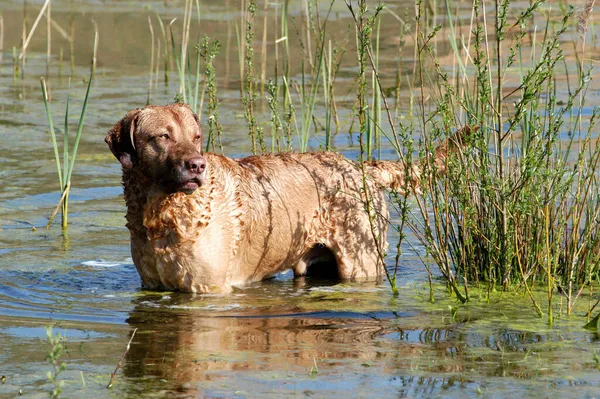 Chesapeake Bay Retriever Hund Stående Vatten — Stockfoto