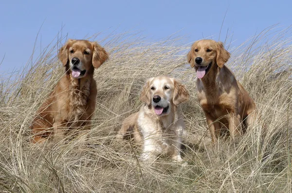 Three Golden Retriever Bitches Sitting Dunes Front Blue Sky — Fotografie, imagine de stoc