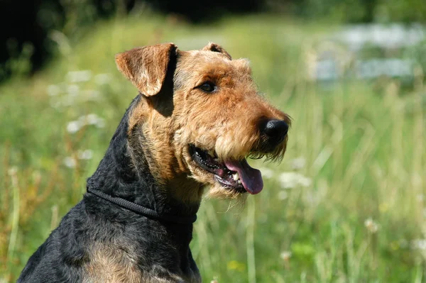 Portret Van Een Airdale Terrier Hond — Stockfoto