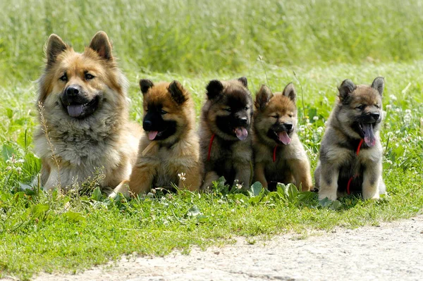 Eurasian Bitch Four Puppies Sitting Line — стокове фото