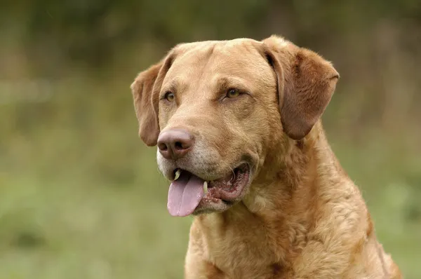 Porträt Eines Chesapeake Bay Retriever Hundes — Stockfoto