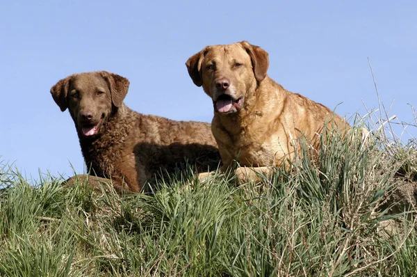 Two Chesapeake Bay Retrievers Bitch Dog Lying Front Blue Sky — Φωτογραφία Αρχείου