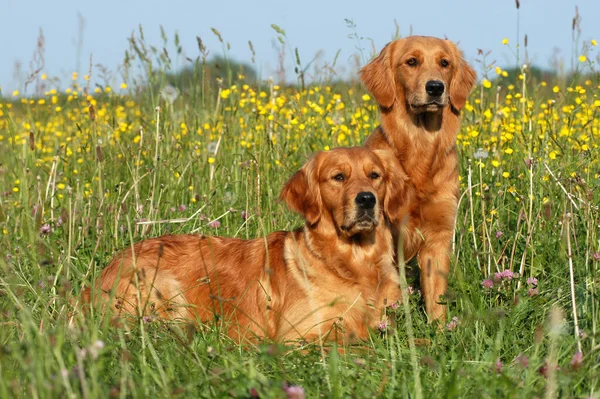 Two Dark Golden Retriever Bitches Yellow Flower Meadow Sitting Lying — Stok fotoğraf