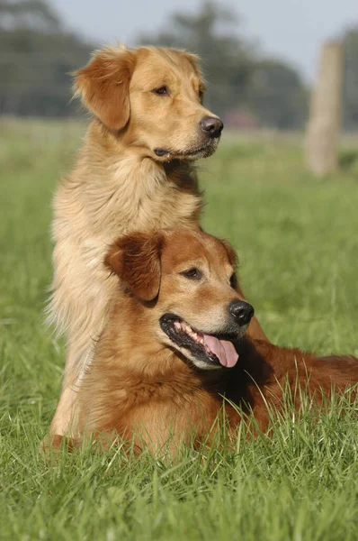 Doi Câini Golden Retriever Pajiște Așezat Mincinos — Fotografie, imagine de stoc