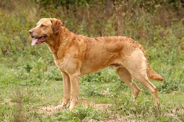 Stojący Pies Myśliwski Chesapeake Bay Retriever — Zdjęcie stockowe