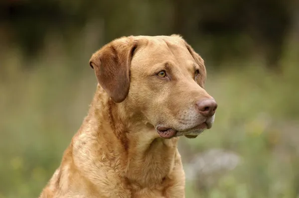 Portret Van Een Chesapeake Bay Retriever Hond — Stockfoto