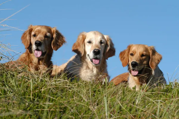 Three Golden Retriever Bitches Lying Moss Front Blue Sky — Fotografie, imagine de stoc