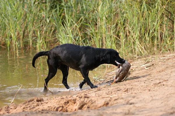 Black Labrador Retriever Bitch Retrieving Duck Water — Fotografia de Stock