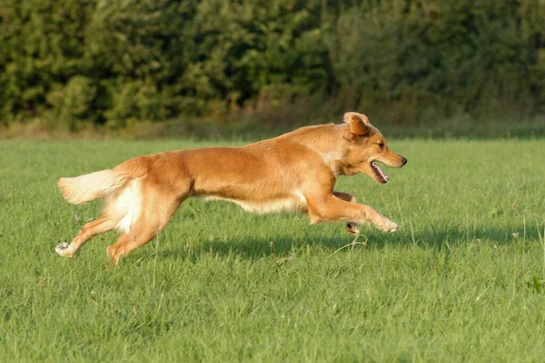 Young Golden Retriever Bitch Running — Photo