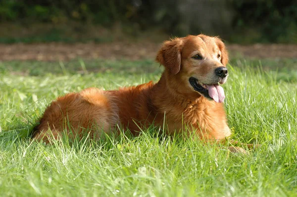 Golden Retriever Hond Liggend Weide — Stockfoto