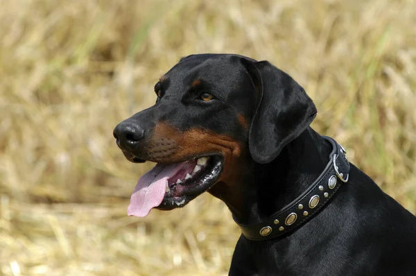 Πορτρέτο Σκύλου Ντόμπερμαν — Φωτογραφία Αρχείου