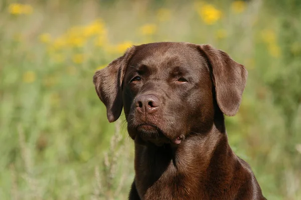 Portrait Brown Labrador Retriever Bitch — Fotografia de Stock