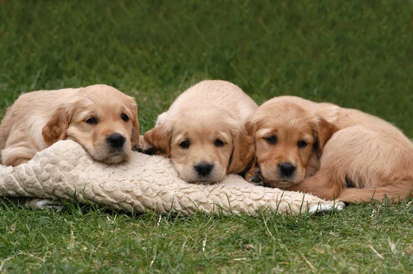 Tres Cachorros Golden Retriever Acostados Sobre Una Manta — Foto de Stock