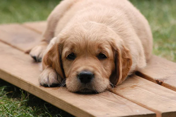 躺在床上的金毛猎犬 — 图库照片