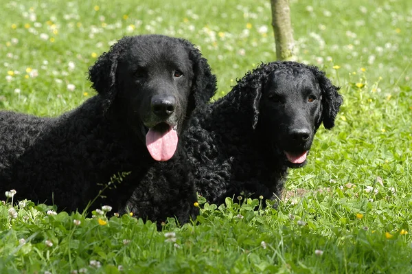Δύο Μαύρα Σγουρά Ντυμένα Σκυλιά Retriever Ψέματα — Φωτογραφία Αρχείου