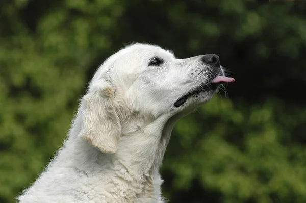 White Golden Retriever Bitch Licking Her Tongue — Stockfoto