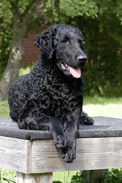 Negro Rizado Recubierto Recuperador Perro Mintiendo —  Fotos de Stock