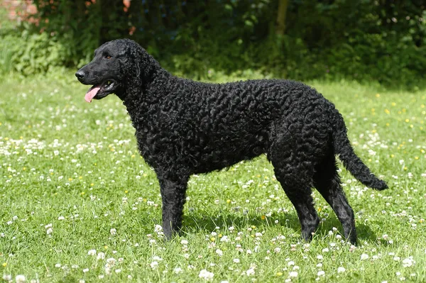 Stojący Czarny Curly Coated Retriever Pies — Zdjęcie stockowe