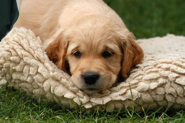 Retrato Cachorro Golden Retriever Cansado — Foto de Stock