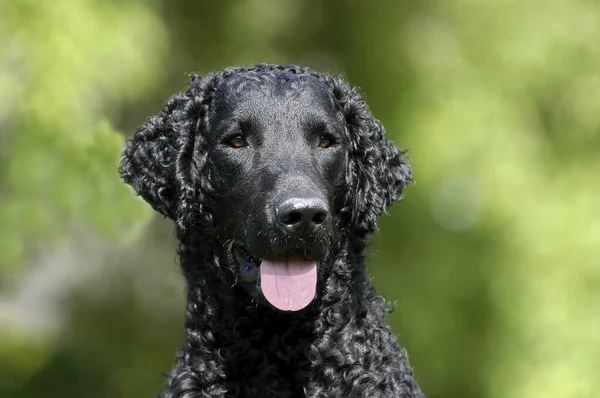 Porträtt Svart Lockigt Klädd Retriever Hund — Stockfoto