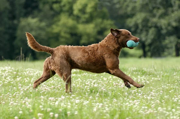 Chesapeake Bay Retriever Hund Hämtar Docka — Stockfoto