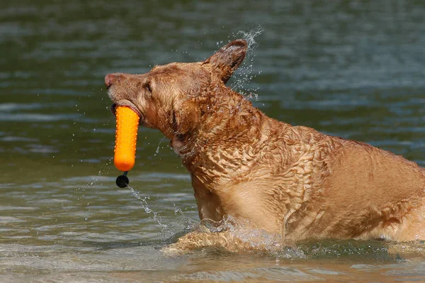 Chesapeake Bay Retriever Hämtar Docka Från Vatten Och Skakar — Stockfoto