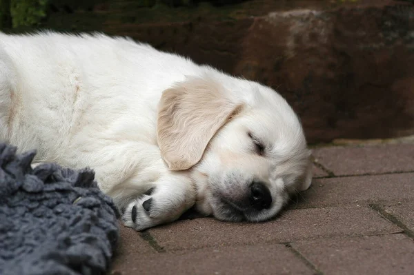 睡梦中的金毛猎犬的肖像 — 图库照片