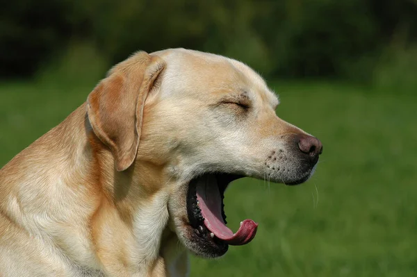 Προσωπογραφία Του Yellow Labrador Retriever Dog Χασμουρητό — Φωτογραφία Αρχείου
