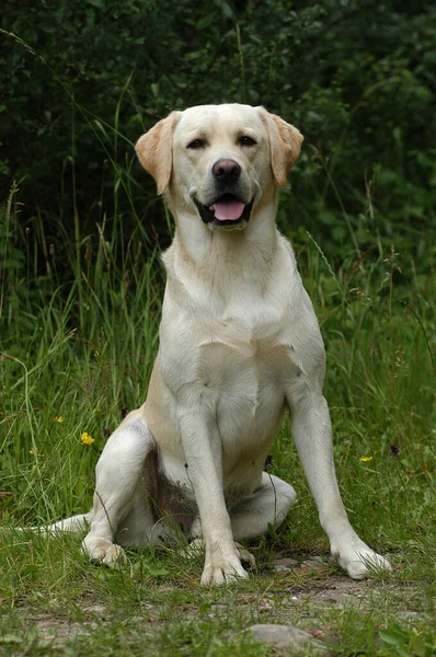 Κίτρινο Λαμπραντόρ Retriever Σκυλί Κάθεται — Φωτογραφία Αρχείου