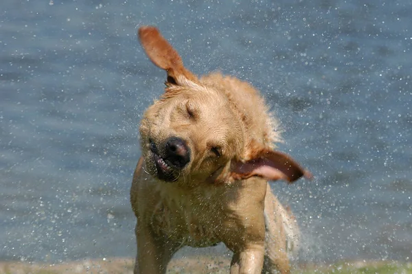 Labrador Amarelo Retriever Cão Tremendo — Fotografia de Stock