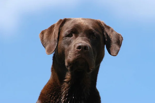 Portrait Brown Labrador Retriever Bitch Front Blue Sky — Stockfoto