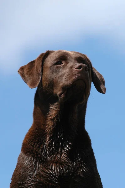 Portrait Brown Labrador Retriever Bitch Front Blue Sky — Fotografia de Stock