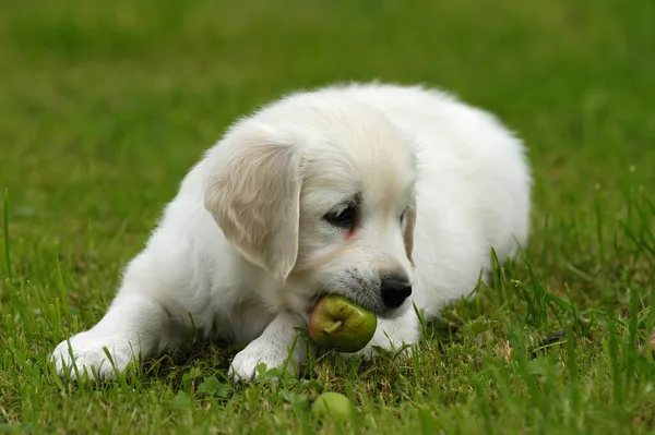 Golden Retriever Cachorro Acostado Masticando Una Manzana — Foto de Stock