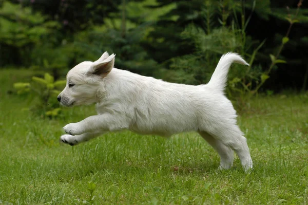 Golden Retriever Cachorro Corriendo — Foto de Stock