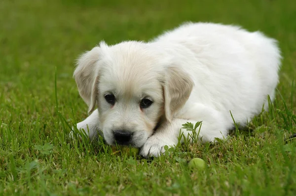 Golden Retriever Cachorro Deitado Mastigando Uma Maçã — Fotografia de Stock