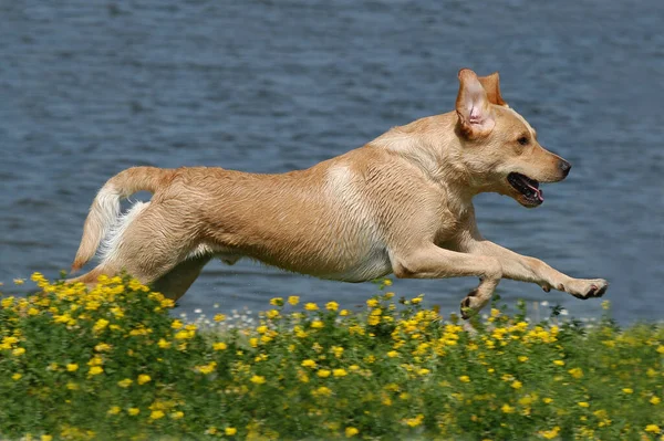 Κίτρινο Λαμπραντόρ Retriever Σκυλί Τρέχει — Φωτογραφία Αρχείου