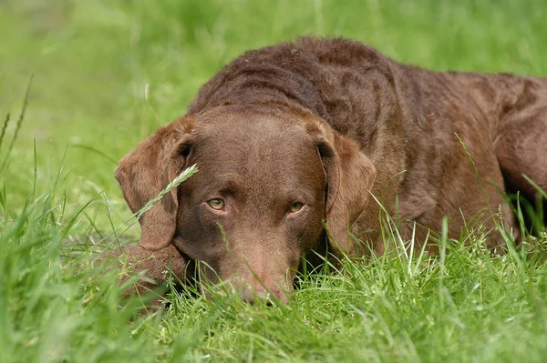Chesapeake Bay Retriever dog lying on a meadow