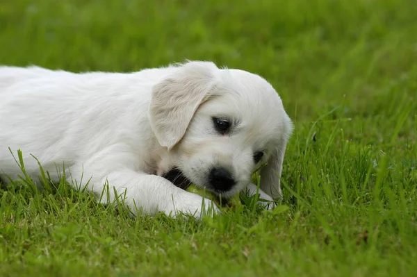 Golden Retriever Puppy Ligt Kauwt Een Appel — Stockfoto