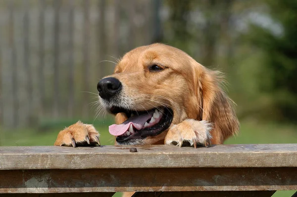 Young Golden Retriever Bitch Looking Fence — Stockfoto