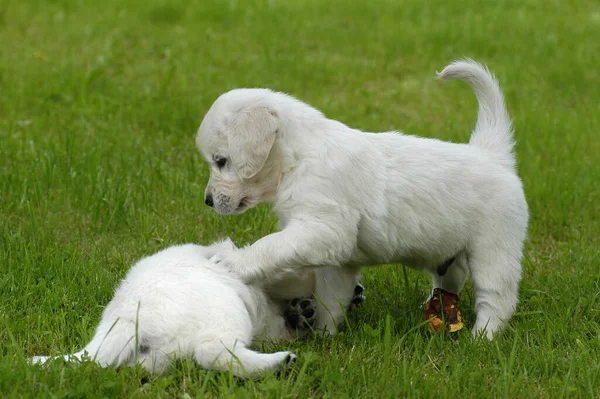 Dua Golden Retriever Anak Anjing Bermain — Stok Foto