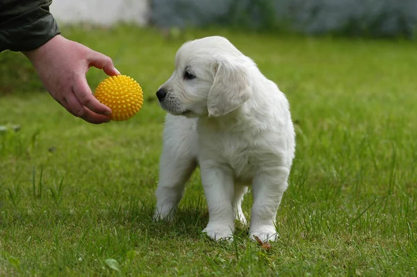 Mano Sosteniendo Una Pelota Delante Cachorro Golden Retriever — Foto de Stock