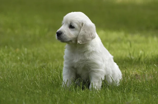 Golden Retriever Welpe Sitzt Auf Einer Wiese — Stockfoto