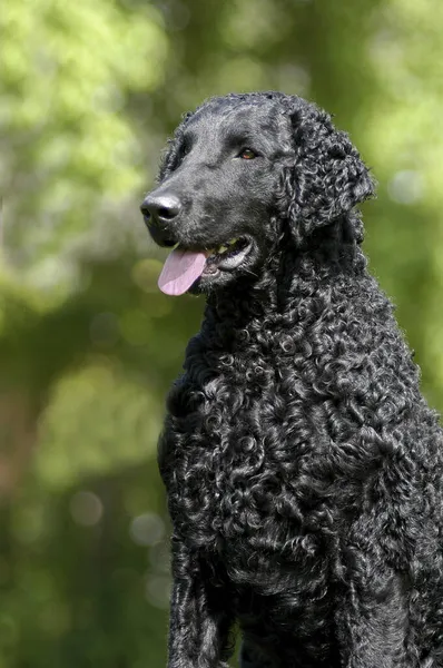 Μαύρο Σγουρό Ντυμένο Σκύλο Retriever Κάθεται — Φωτογραφία Αρχείου