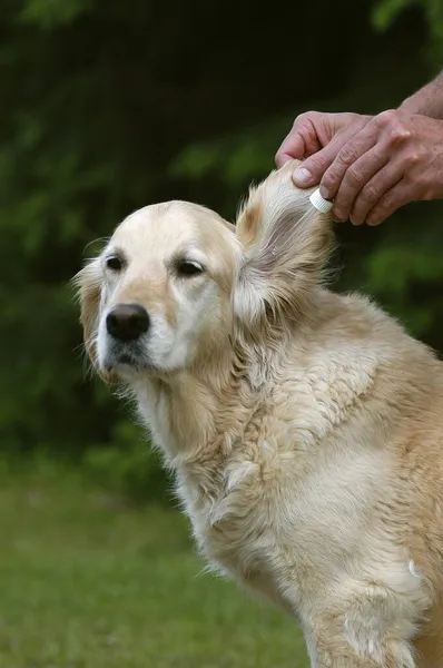 Golden Retriever Bitches Ear Cleaned — Stockfoto