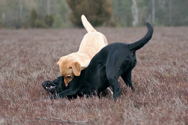 Yellow Black Labrador Retriever Bitches Playing — Stok fotoğraf