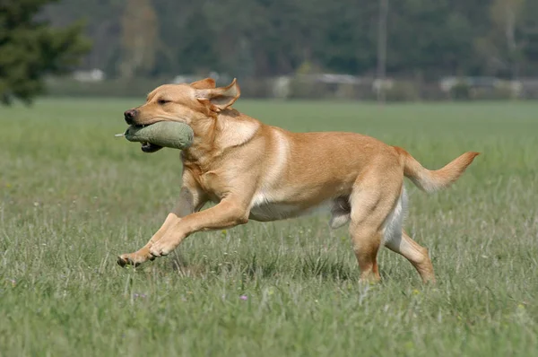 Cane Labrador Retriever Giallo Che Trasporta Manichino — Foto Stock