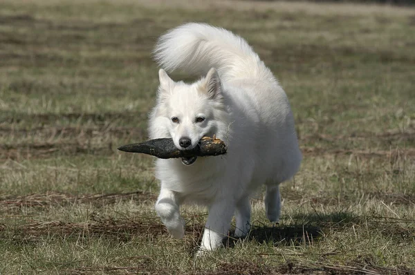 White Samojede Bitch Carrying Branch — Stok Foto