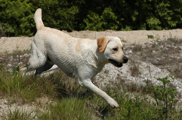 Gul Labrador Retriever Hund Kör — Stockfoto