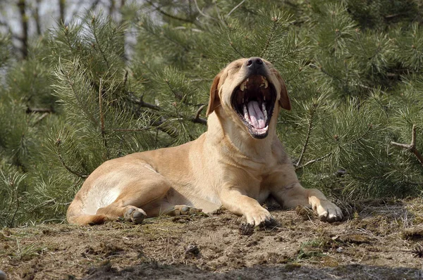 Gul Labrador Retriever Hund Liggande Och Gäspande — Stockfoto